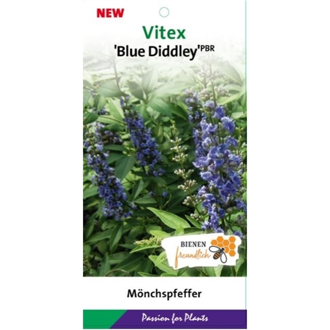 Vitex agnus-castus 'Blue Diddley' - C5